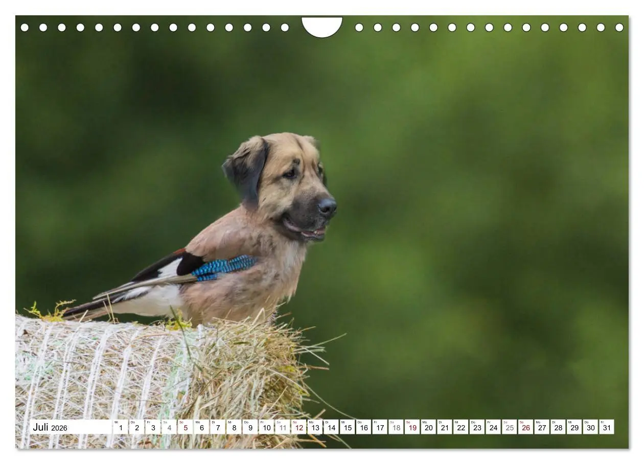 Bild: 9783457886601 | Lustige Tier-Hybriden (Wandkalender 2026 DIN A4 quer), CALVENDO...