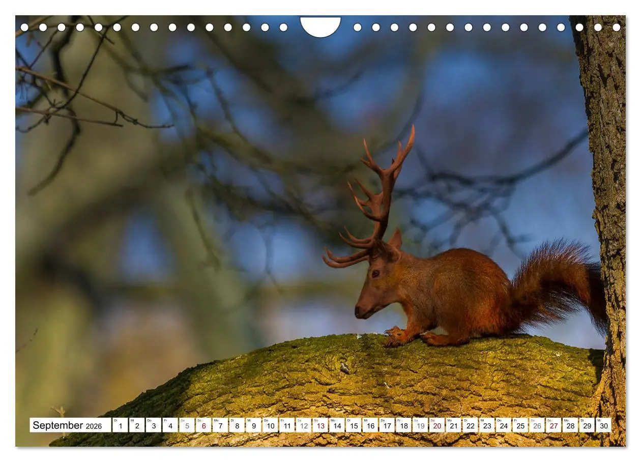 Bild: 9783457886601 | Lustige Tier-Hybriden (Wandkalender 2026 DIN A4 quer), CALVENDO...