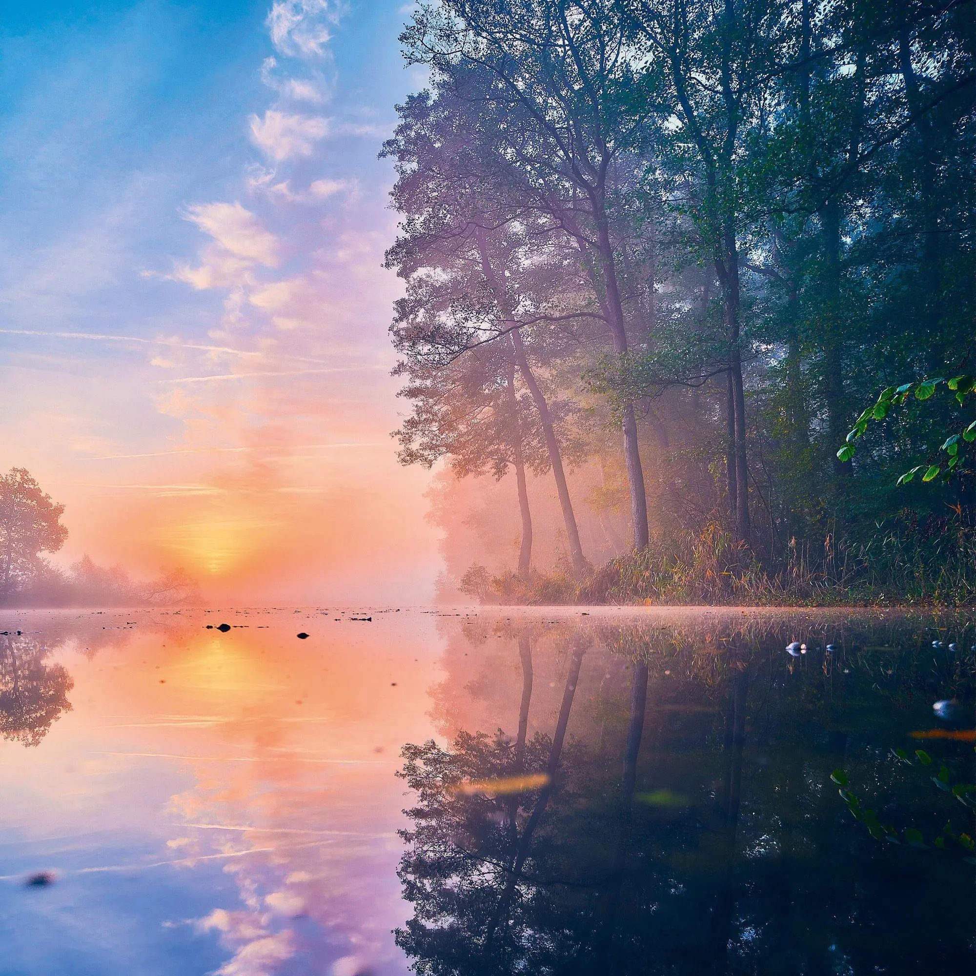 Bild: 9783959296601 | Deep Forest 2027 | Kalender 2027 | Kalender | Wonderful World | 28 S.
