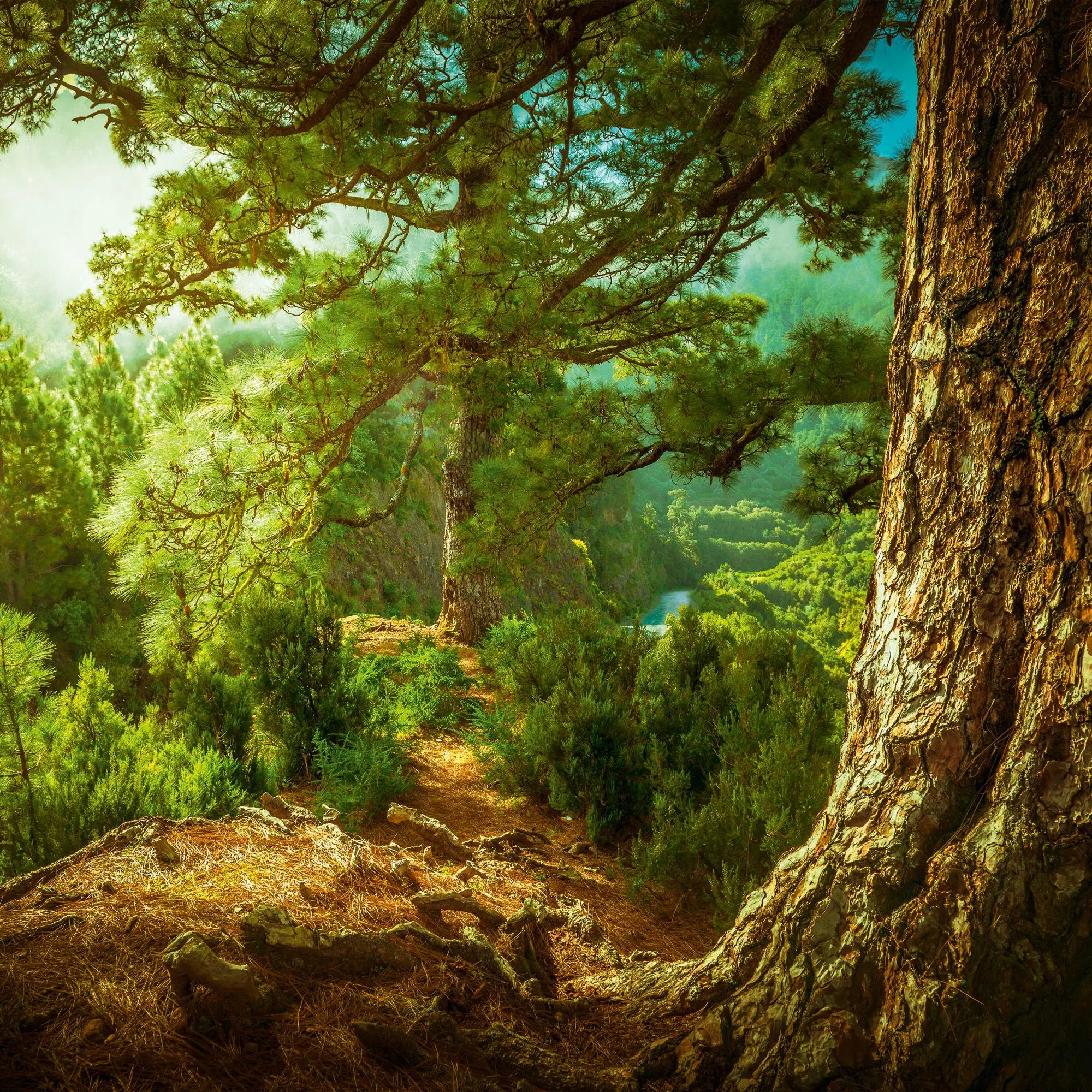 Bild: 9783959296601 | Deep Forest 2027 | Kalender 2027 | Kalender | Wonderful World | 28 S.