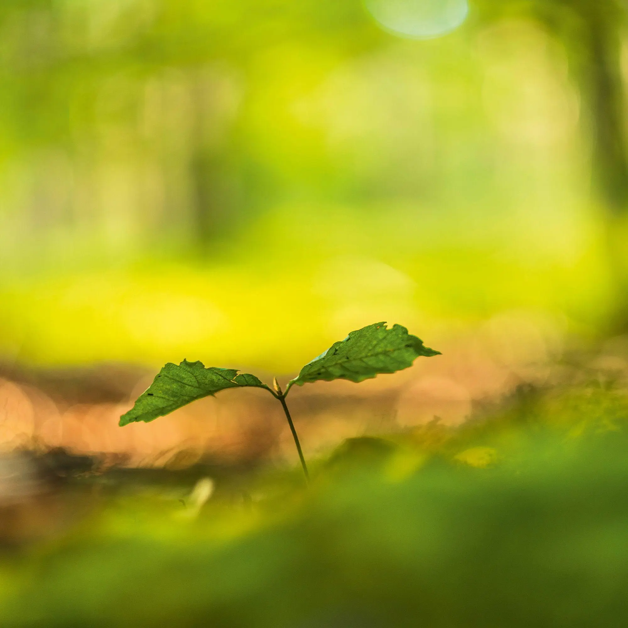 Bild: 9783959296601 | Deep Forest 2027 | Kalender 2027 | Kalender | Wonderful World | 28 S.