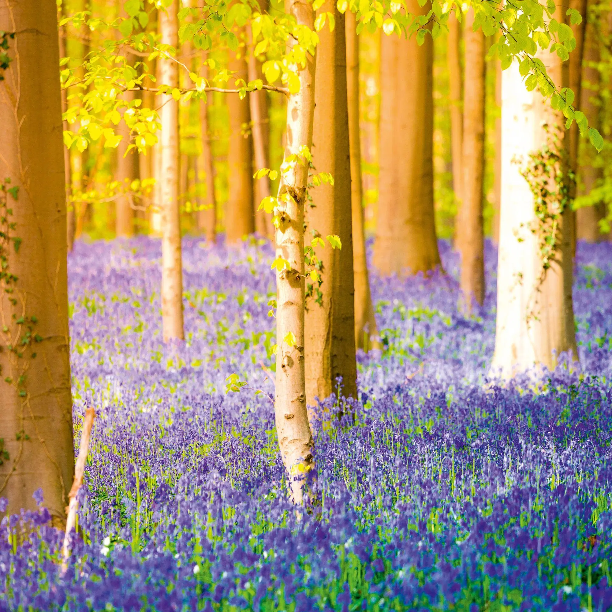 Bild: 9783959296601 | Deep Forest 2027 | Kalender 2027 | Kalender | Wonderful World | 28 S.