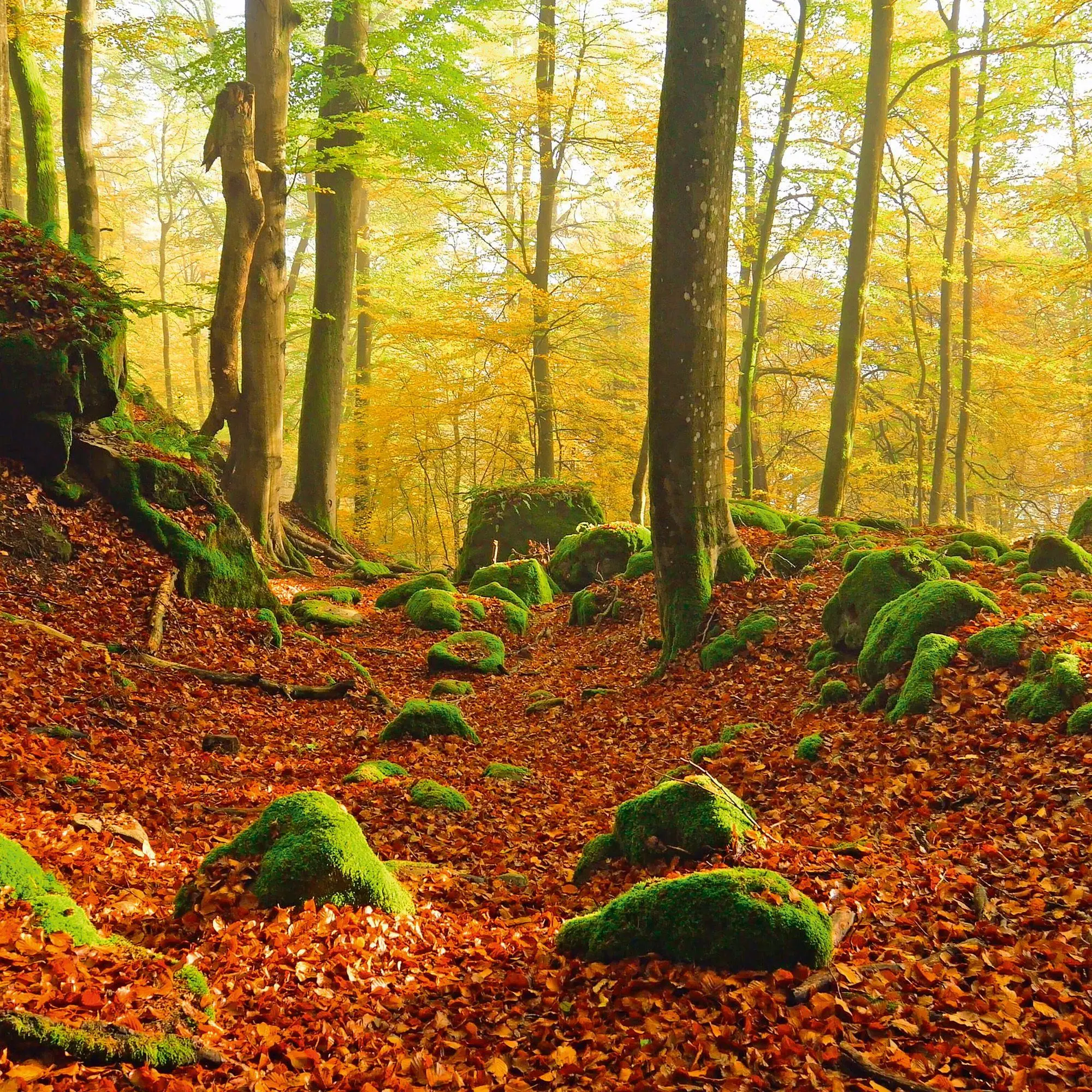 Bild: 9783959296601 | Deep Forest 2027 | Kalender 2027 | Kalender | Wonderful World | 28 S.