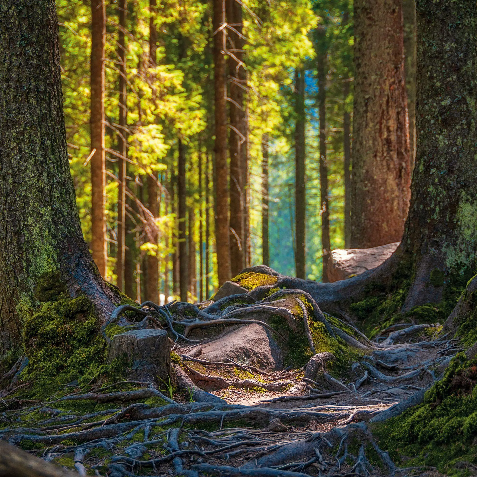 Bild: 9783959296601 | Deep Forest 2027 | Kalender 2027 | Kalender | Wonderful World | 28 S.