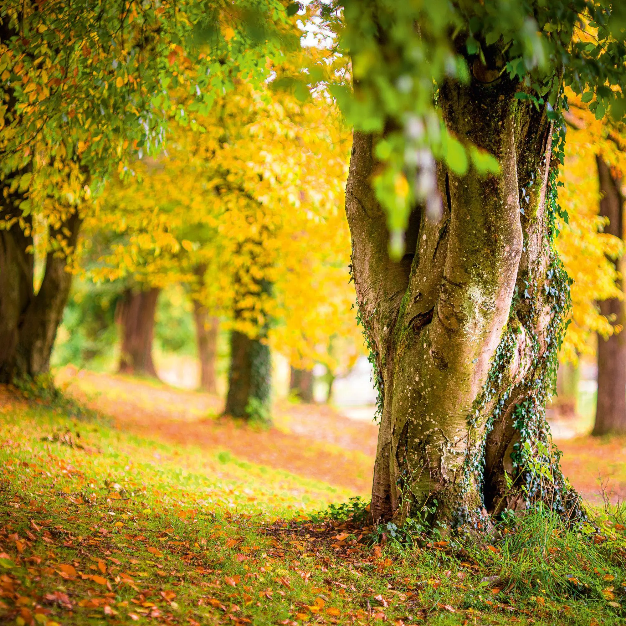 Bild: 9783959296601 | Deep Forest 2027 | Kalender 2027 | Kalender | Wonderful World | 28 S.
