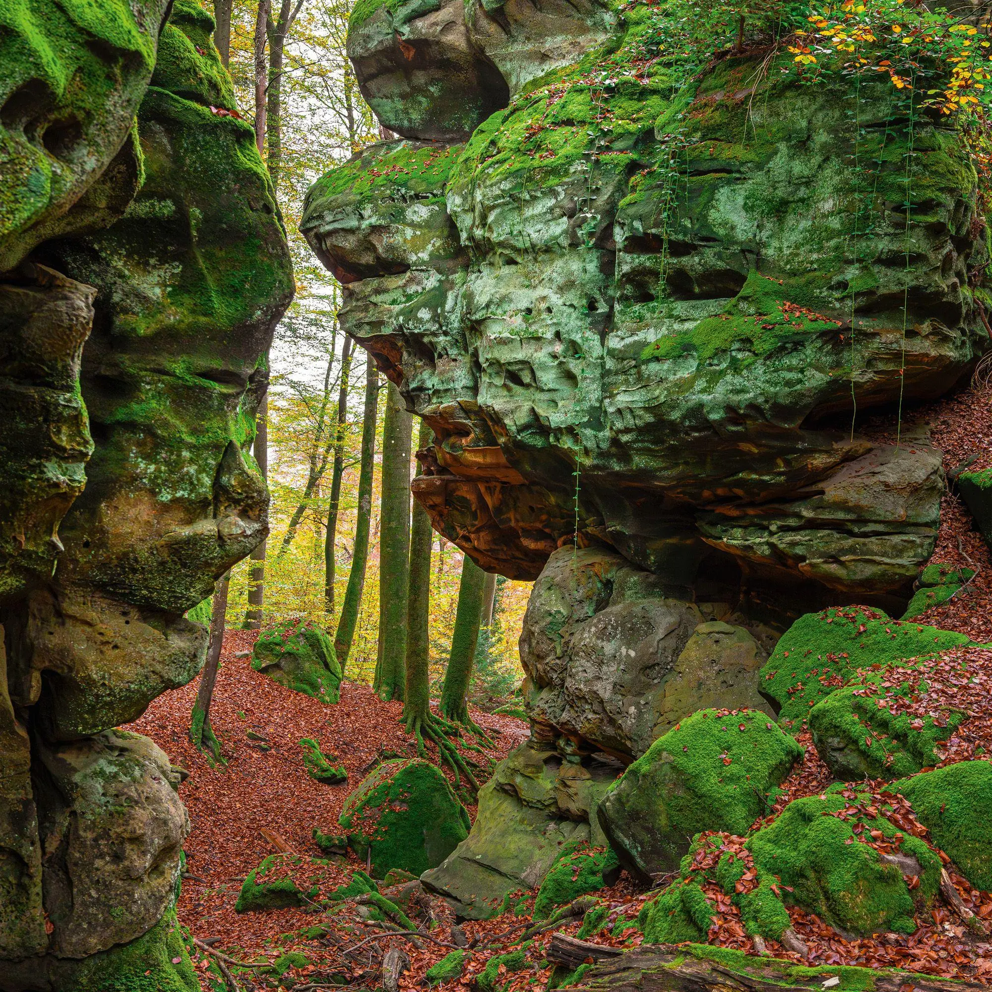 Bild: 9783959296601 | Deep Forest 2027 | Kalender 2027 | Kalender | Wonderful World | 28 S.