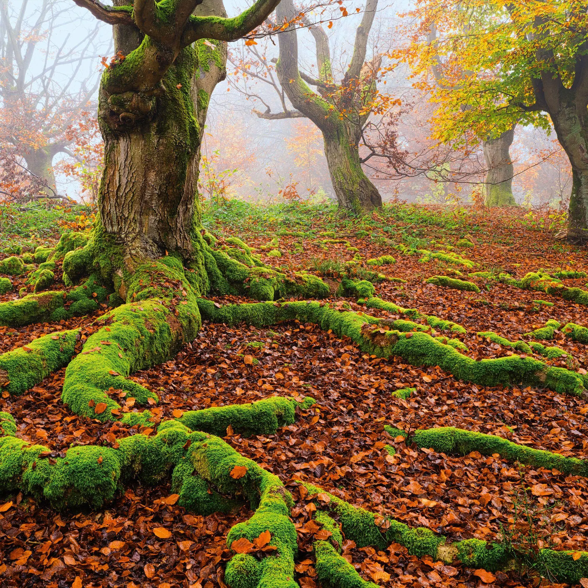 Bild: 9783959296601 | Deep Forest 2027 | Kalender 2027 | Kalender | Wonderful World | 28 S.