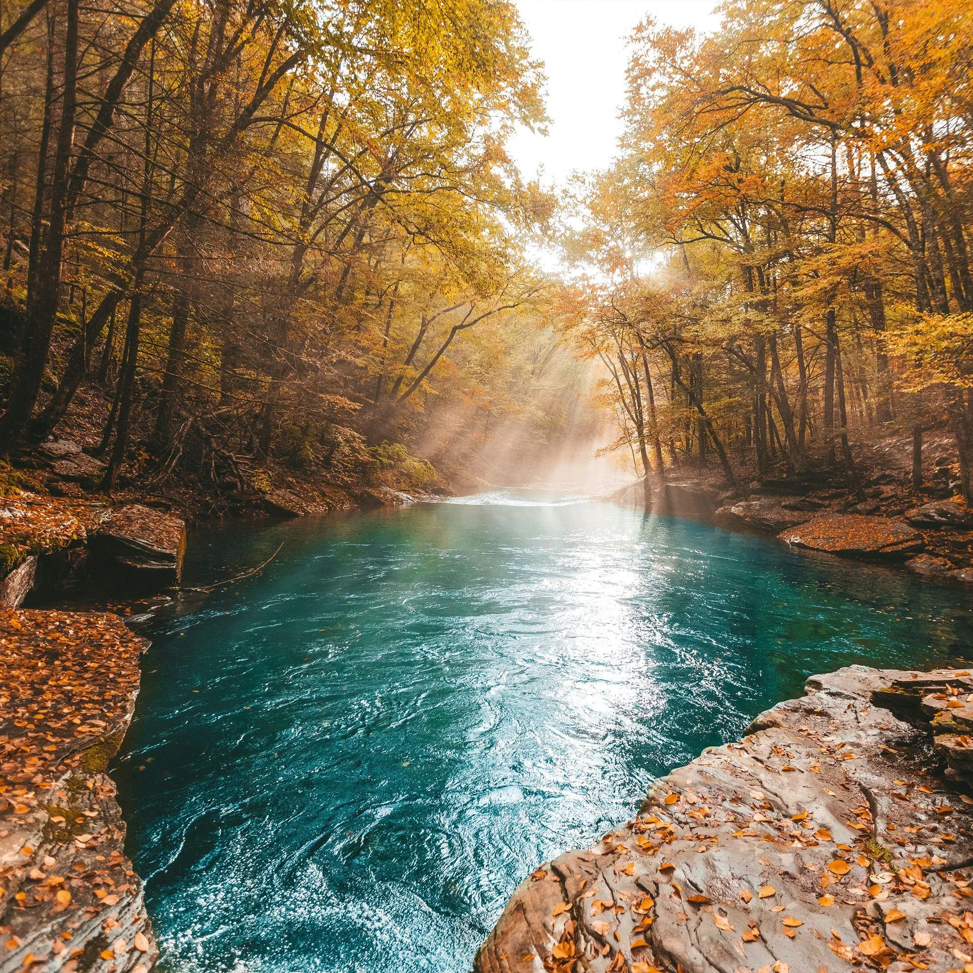 Bild: 9783959296601 | Deep Forest 2027 | Kalender 2027 | Kalender | Wonderful World | 28 S.