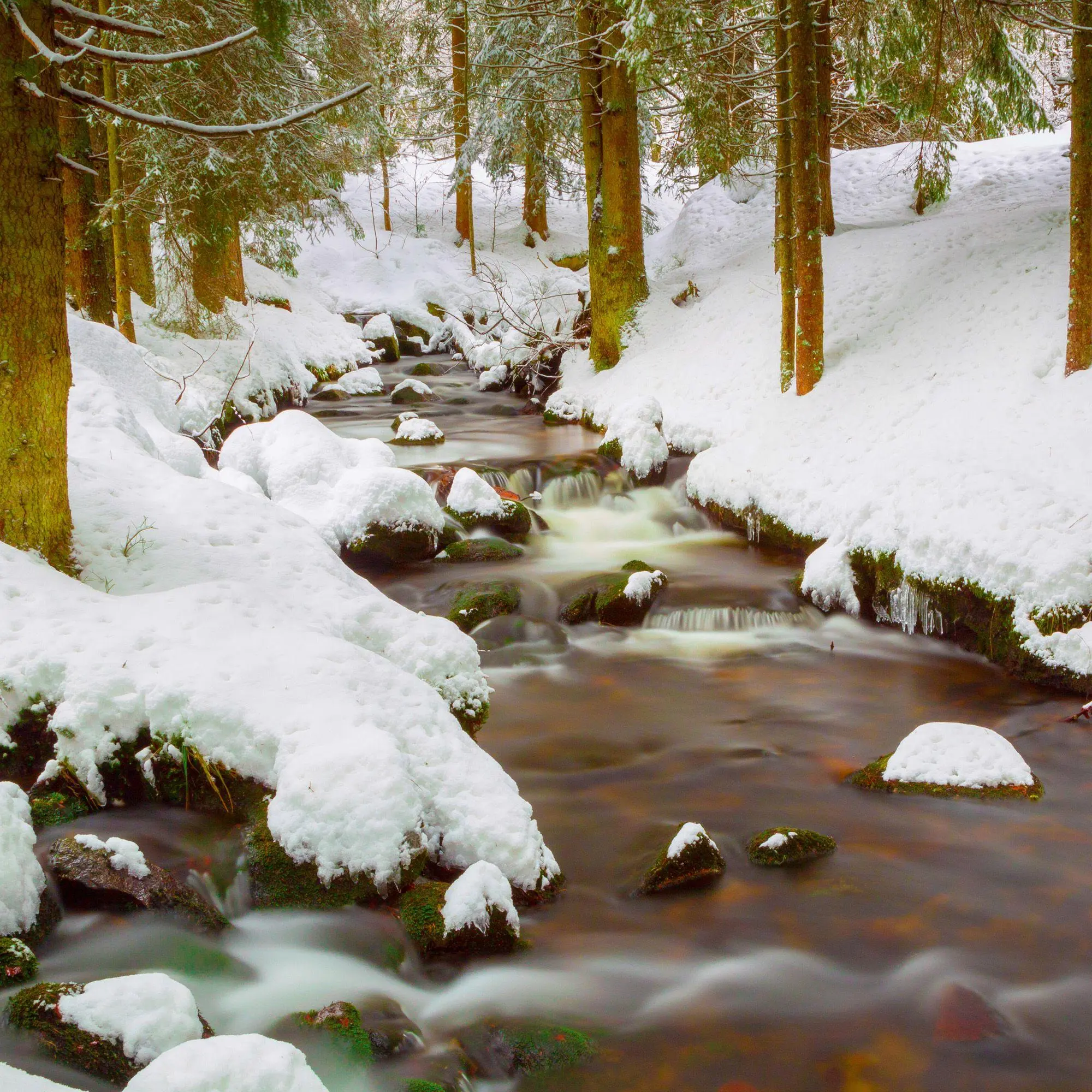Bild: 9783959296601 | Deep Forest 2027 | Kalender 2027 | Kalender | Wonderful World | 28 S.
