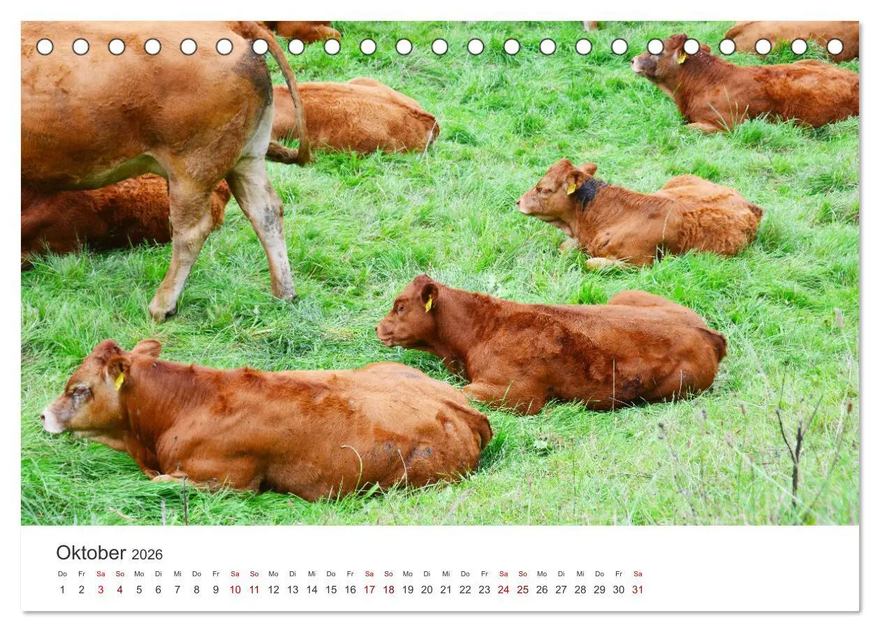 Bild: 9783457496701 | Kälber - Kleine Herzensbrecher auf den Wiesen (Tischkalender 2026...