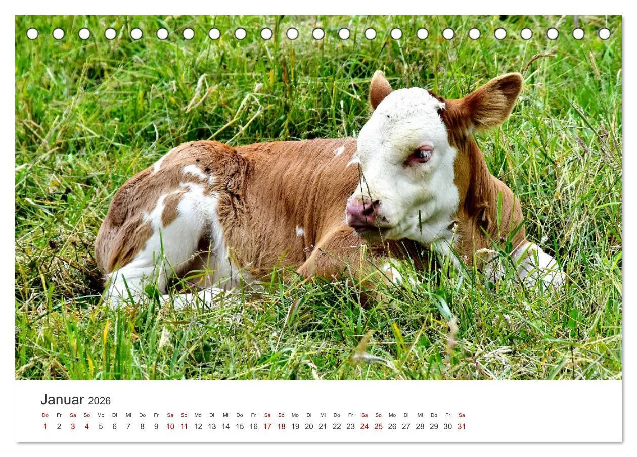 Bild: 9783457496701 | Kälber - Kleine Herzensbrecher auf den Wiesen (Tischkalender 2026...