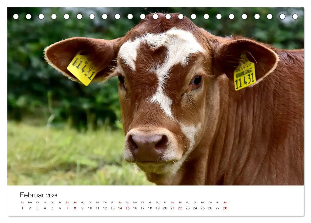 Bild: 9783457496701 | Kälber - Kleine Herzensbrecher auf den Wiesen (Tischkalender 2026...