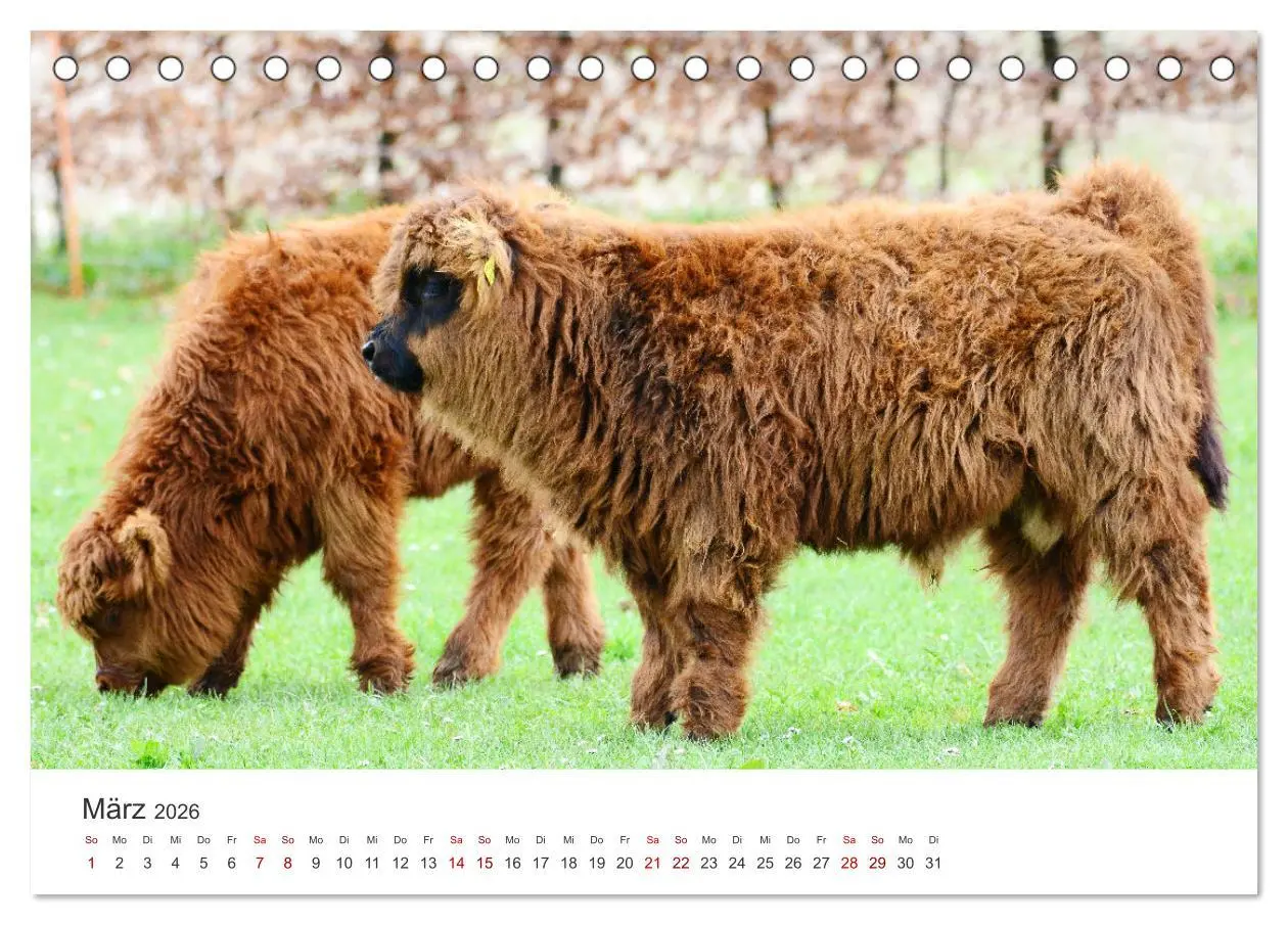 Bild: 9783457496701 | Kälber - Kleine Herzensbrecher auf den Wiesen (Tischkalender 2026...