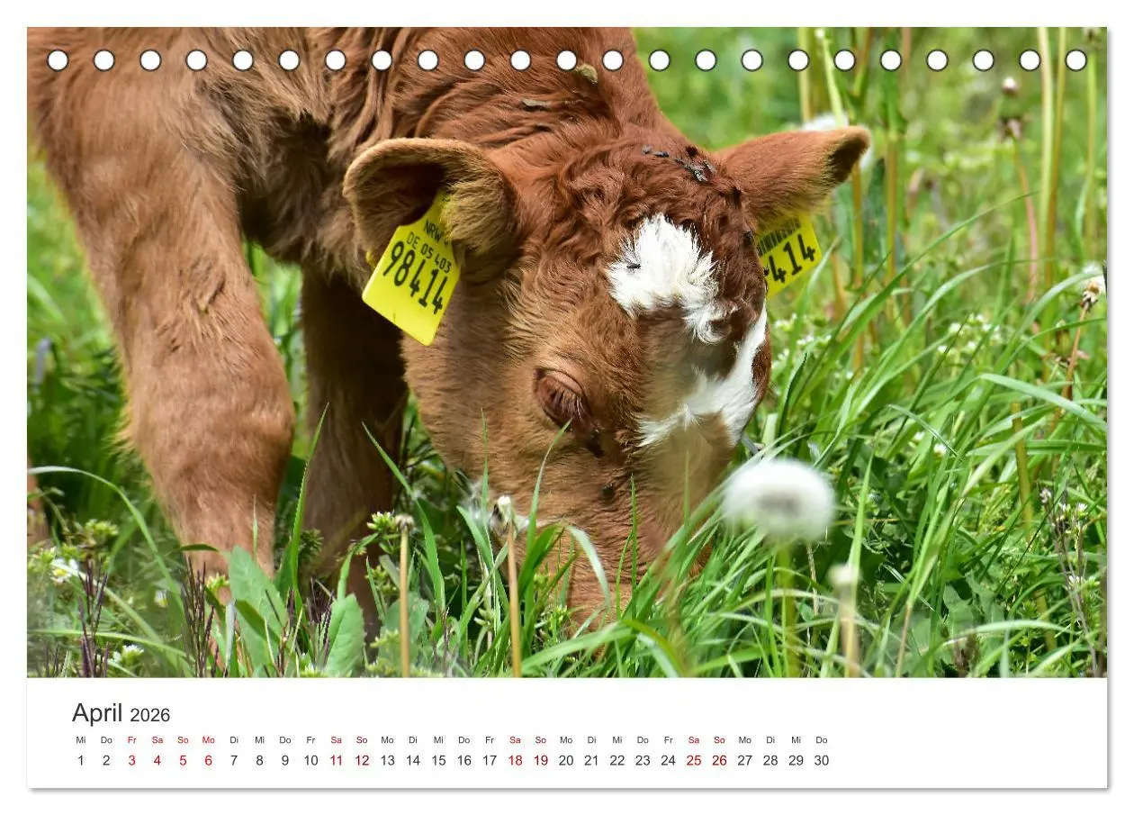 Bild: 9783457496701 | Kälber - Kleine Herzensbrecher auf den Wiesen (Tischkalender 2026...
