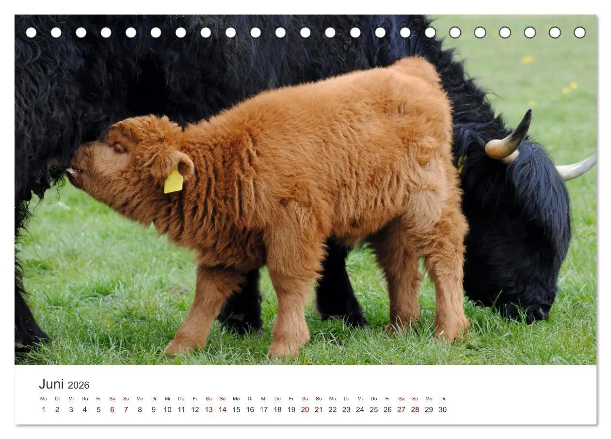 Bild: 9783457496701 | Kälber - Kleine Herzensbrecher auf den Wiesen (Tischkalender 2026...