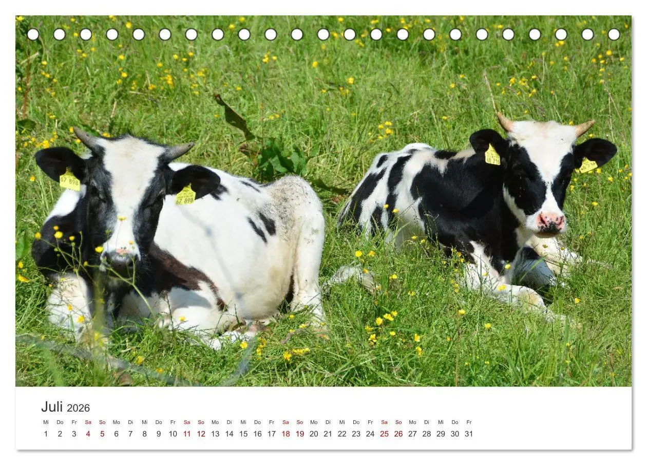 Bild: 9783457496701 | Kälber - Kleine Herzensbrecher auf den Wiesen (Tischkalender 2026...