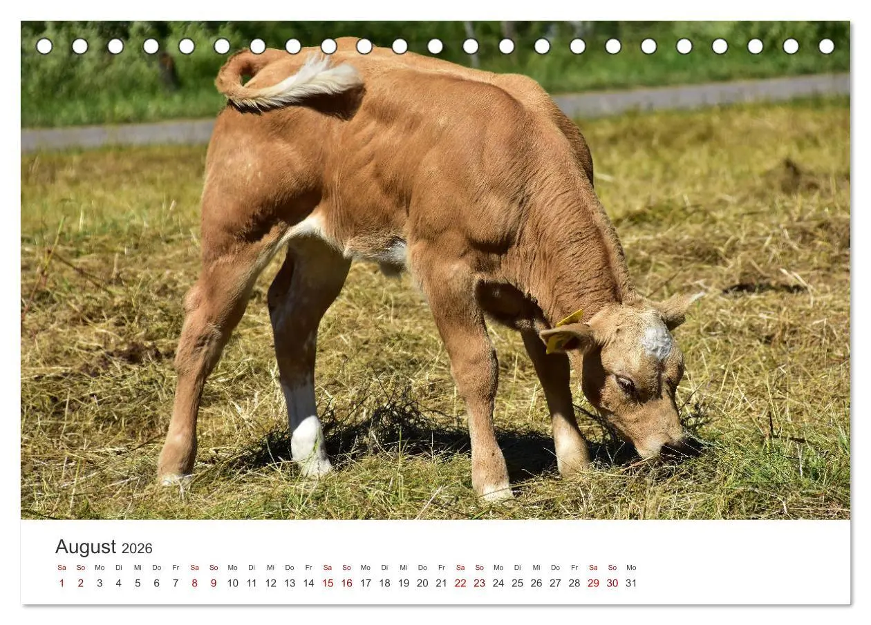 Bild: 9783457496701 | Kälber - Kleine Herzensbrecher auf den Wiesen (Tischkalender 2026...