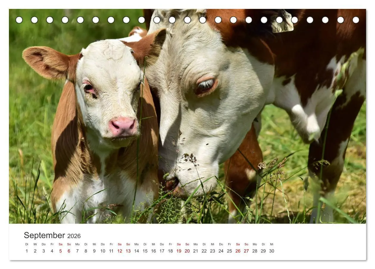 Bild: 9783457496701 | Kälber - Kleine Herzensbrecher auf den Wiesen (Tischkalender 2026...