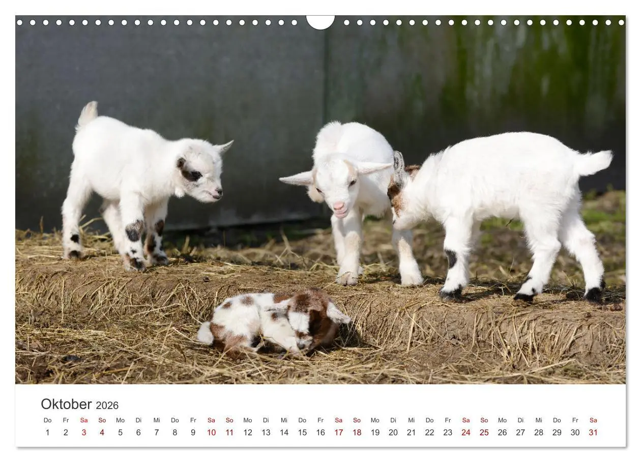 Bild: 9783457636701 | Ziegenkinder (Wandkalender 2026 DIN A3 quer), CALVENDO Monatskalender