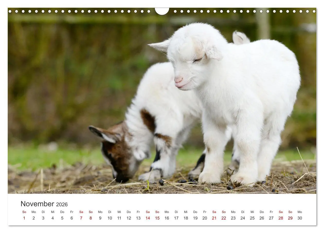 Bild: 9783457636701 | Ziegenkinder (Wandkalender 2026 DIN A3 quer), CALVENDO Monatskalender