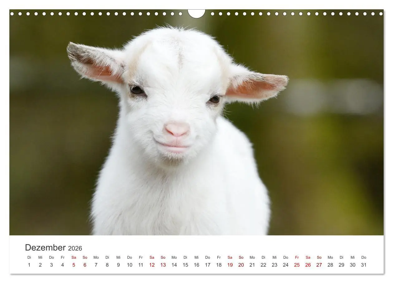 Bild: 9783457636701 | Ziegenkinder (Wandkalender 2026 DIN A3 quer), CALVENDO Monatskalender