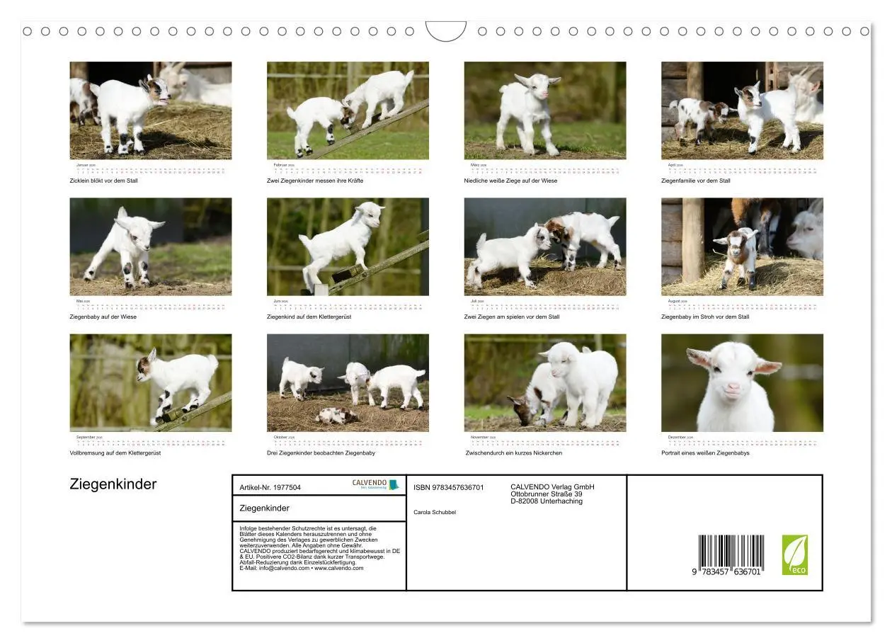 Bild: 9783457636701 | Ziegenkinder (Wandkalender 2026 DIN A3 quer), CALVENDO Monatskalender
