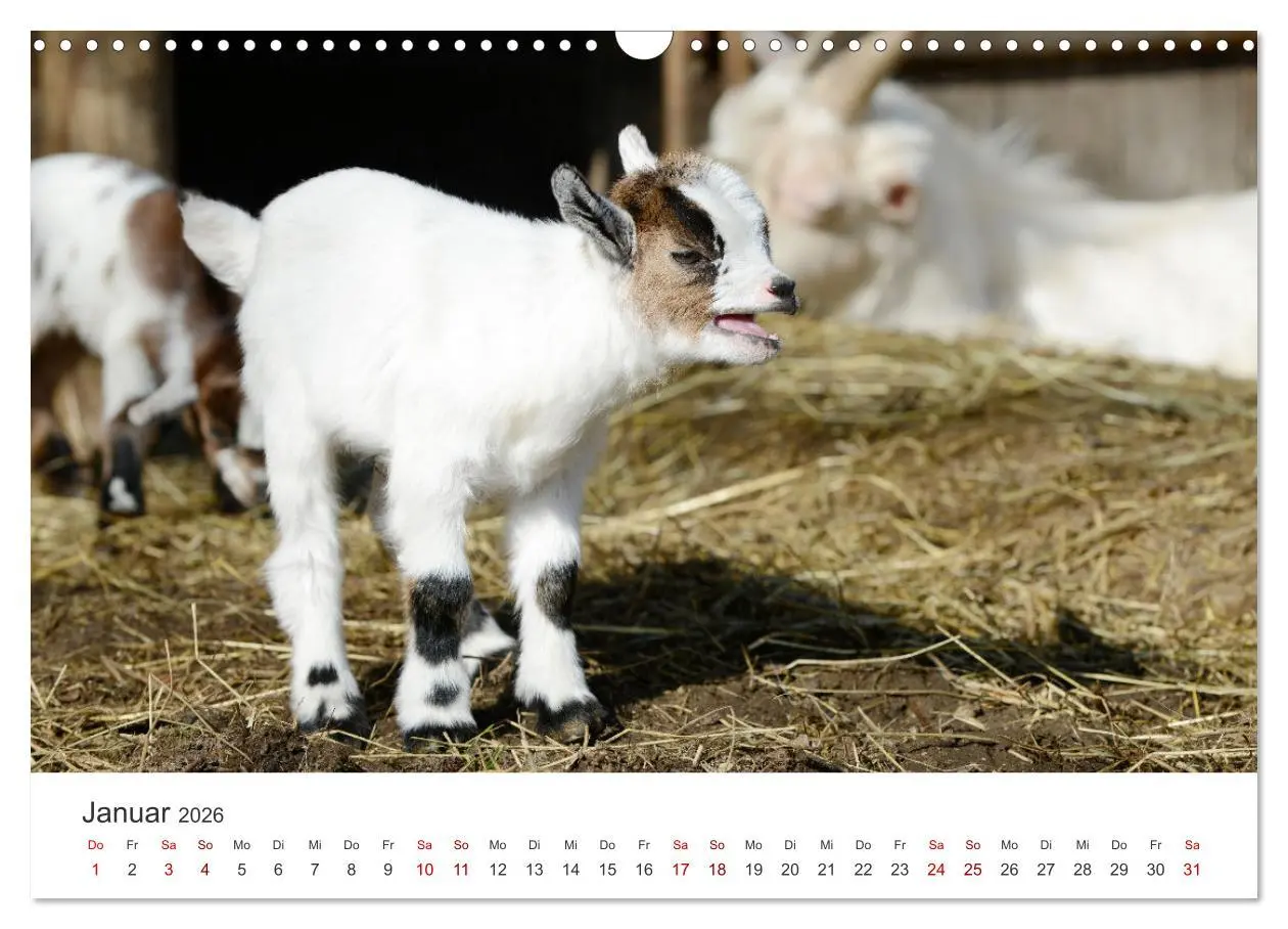 Bild: 9783457636701 | Ziegenkinder (Wandkalender 2026 DIN A3 quer), CALVENDO Monatskalender