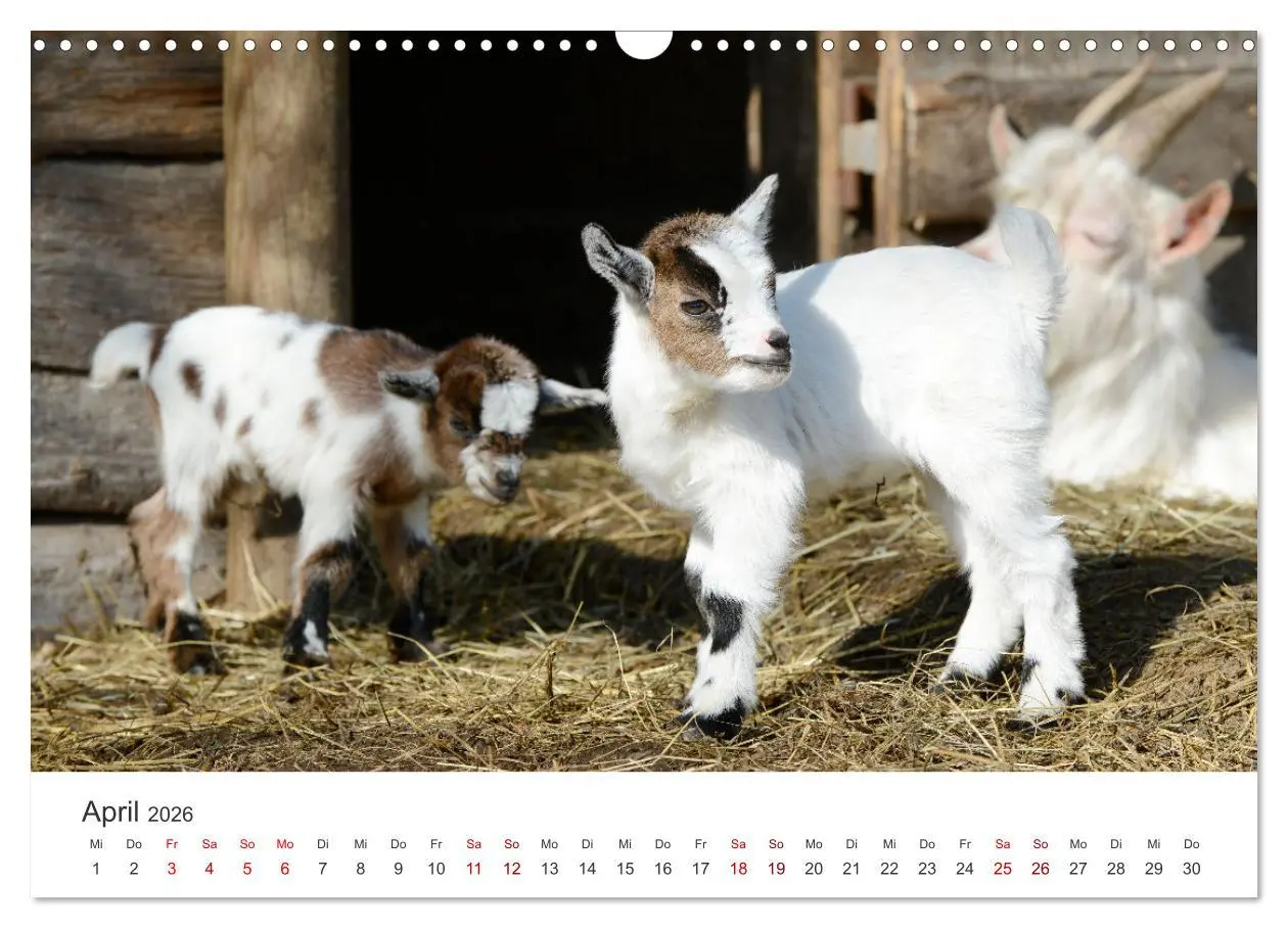 Bild: 9783457636701 | Ziegenkinder (Wandkalender 2026 DIN A3 quer), CALVENDO Monatskalender