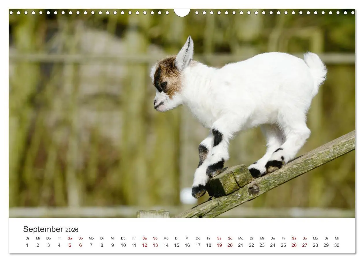 Bild: 9783457636701 | Ziegenkinder (Wandkalender 2026 DIN A3 quer), CALVENDO Monatskalender