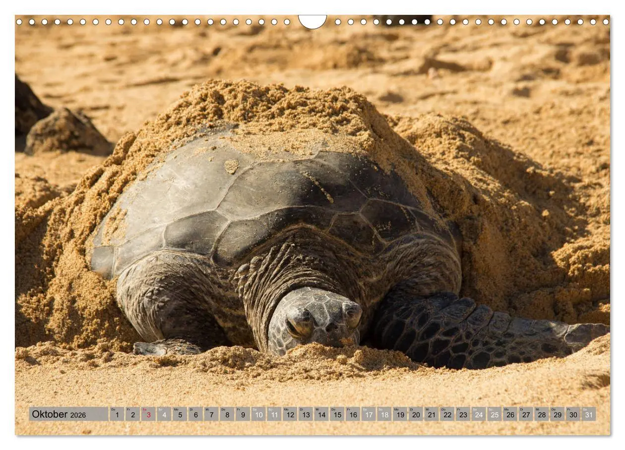 Bild: 9783457856901 | Kauai - Einmal Paradies und zurück (Wandkalender 2026 DIN A3 quer),...