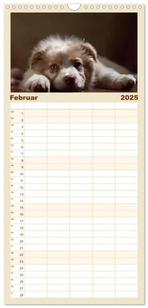 Bild: 9783457117101 | Familienplaner 2025 - Charmante Australian Shepherds mit 5 Spalten...