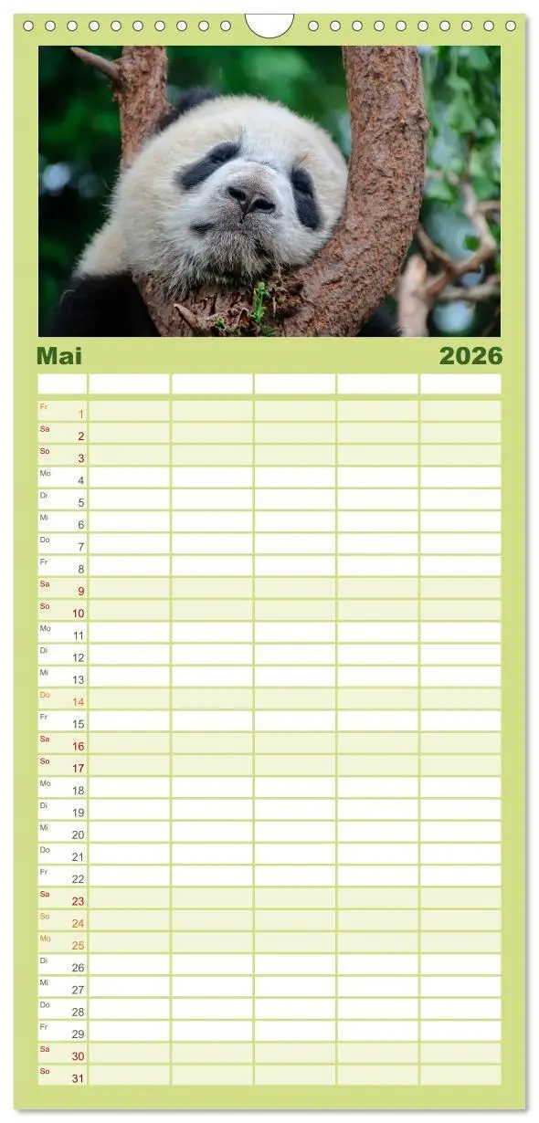 Bild: 9783516517101 | Familienplaner 2026 - Niedlicher Panda mit 5 Spalten (Wandkalender,...