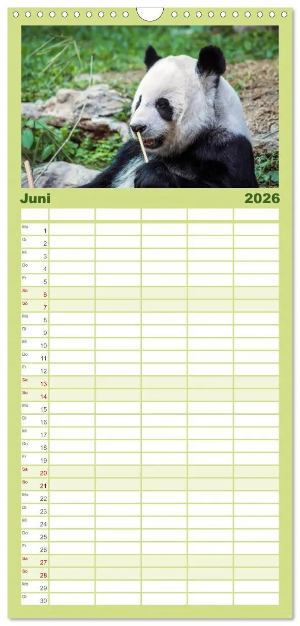 Bild: 9783516517101 | Familienplaner 2026 - Niedlicher Panda mit 5 Spalten (Wandkalender,...