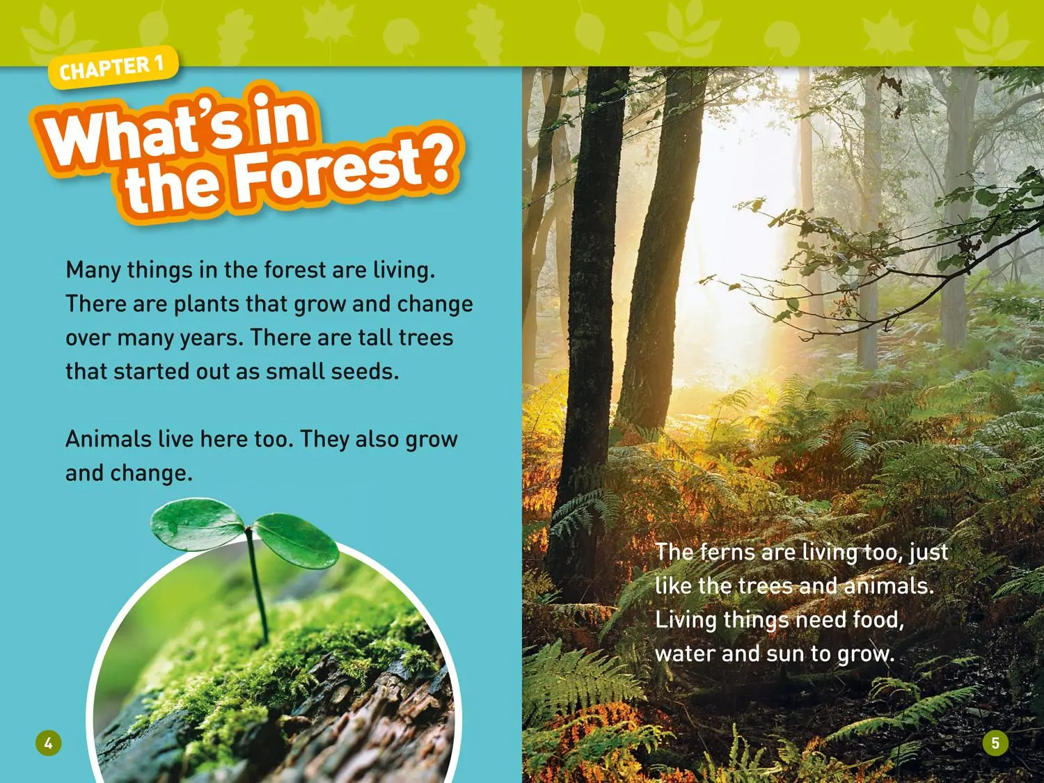 Bild: 9780008317201 | In the Forest | Level 2 | National Geographic Kids (u. a.) | Buch