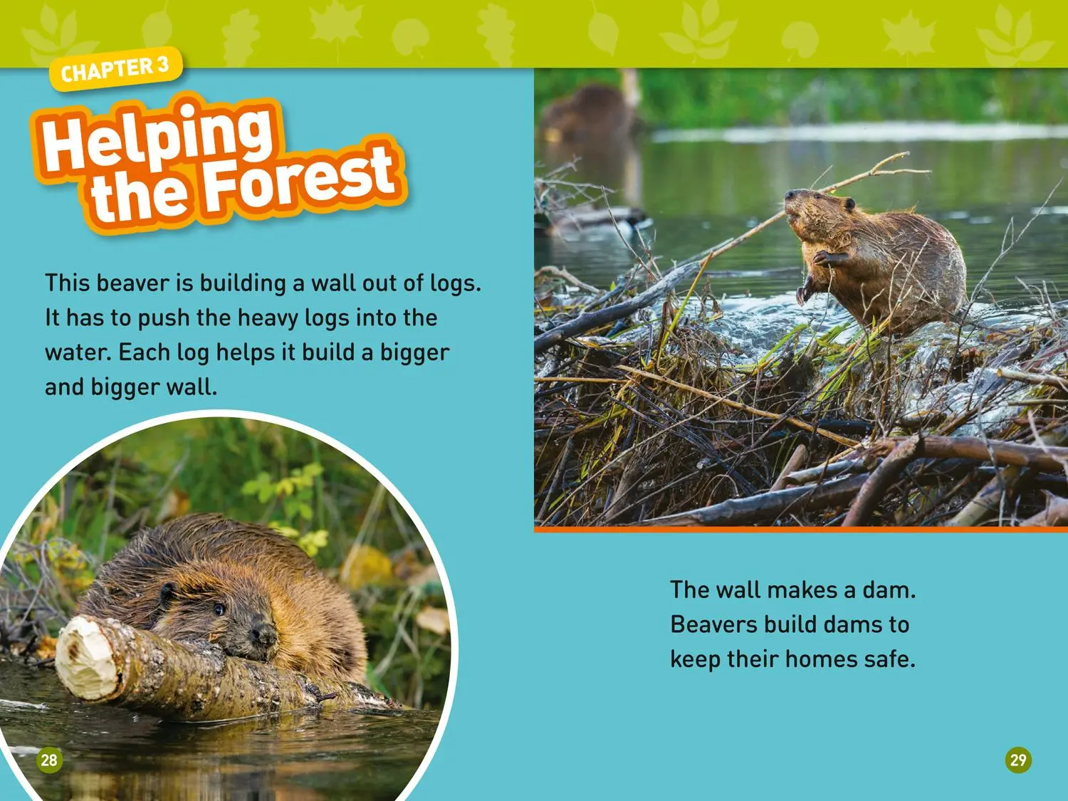 Bild: 9780008317201 | In the Forest | Level 2 | National Geographic Kids (u. a.) | Buch