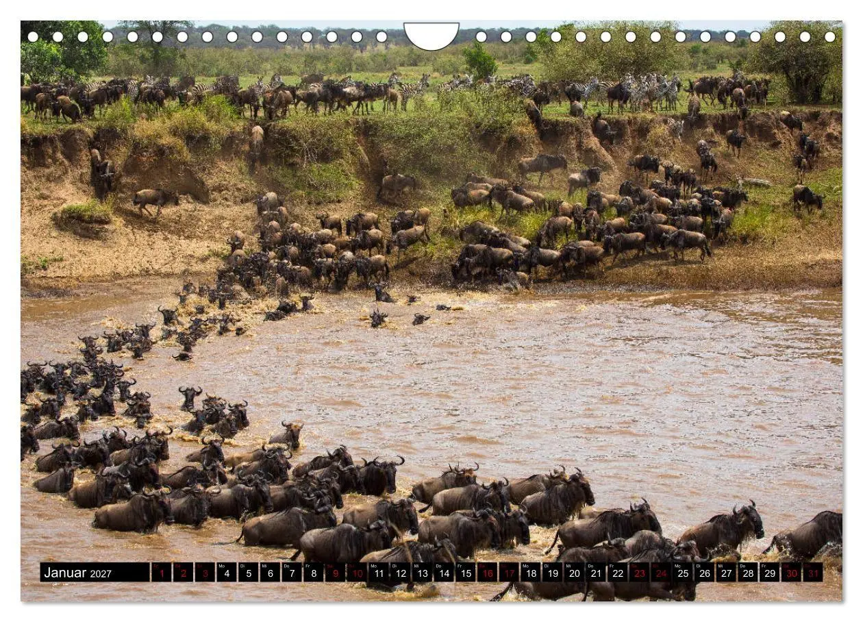 Bild: 9783569767201 | Tansania - Tierwanderung in der Serengeti (Wandkalender 2027 DIN A4...