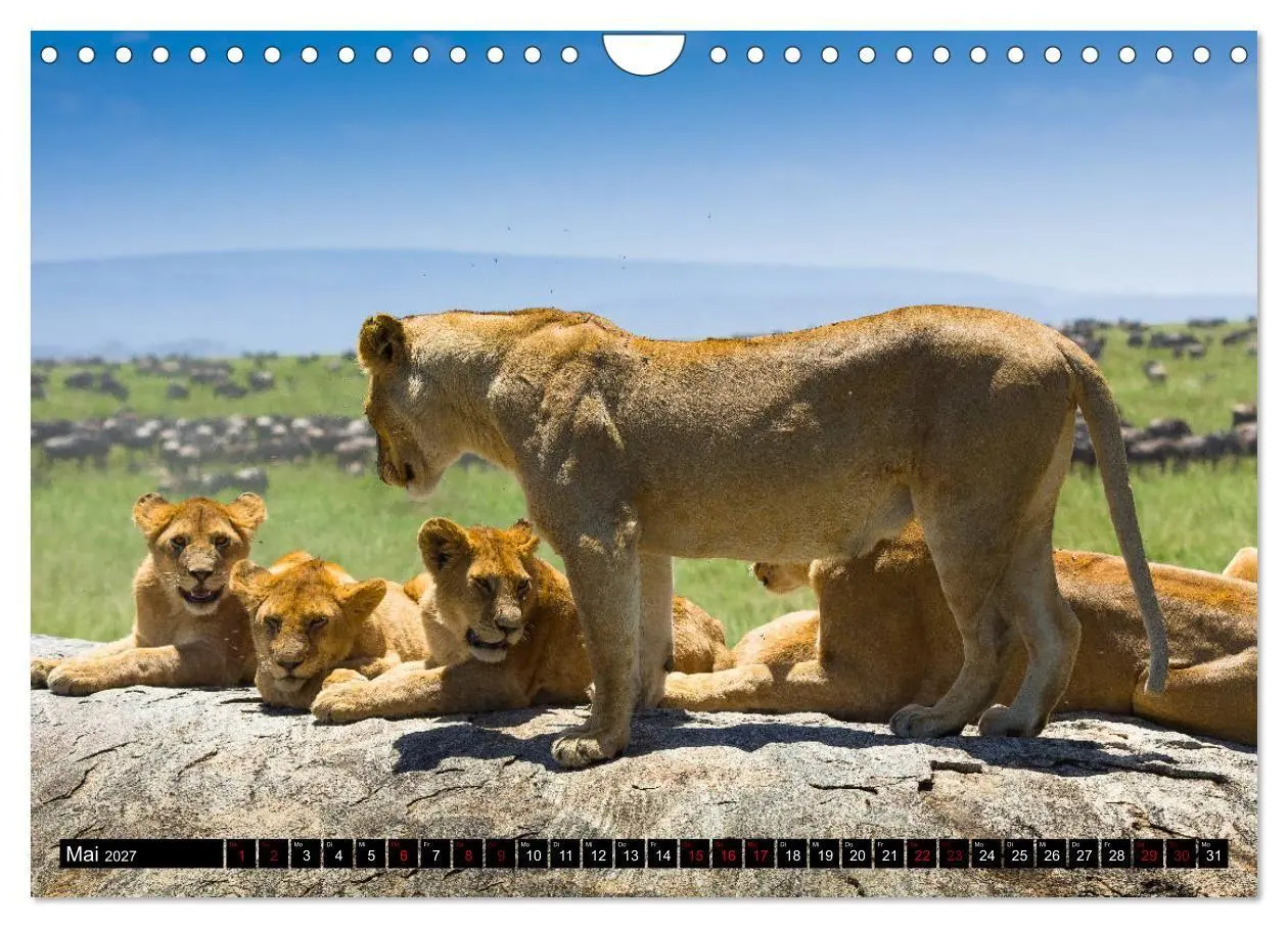 Bild: 9783569767201 | Tansania - Tierwanderung in der Serengeti (Wandkalender 2027 DIN A4...