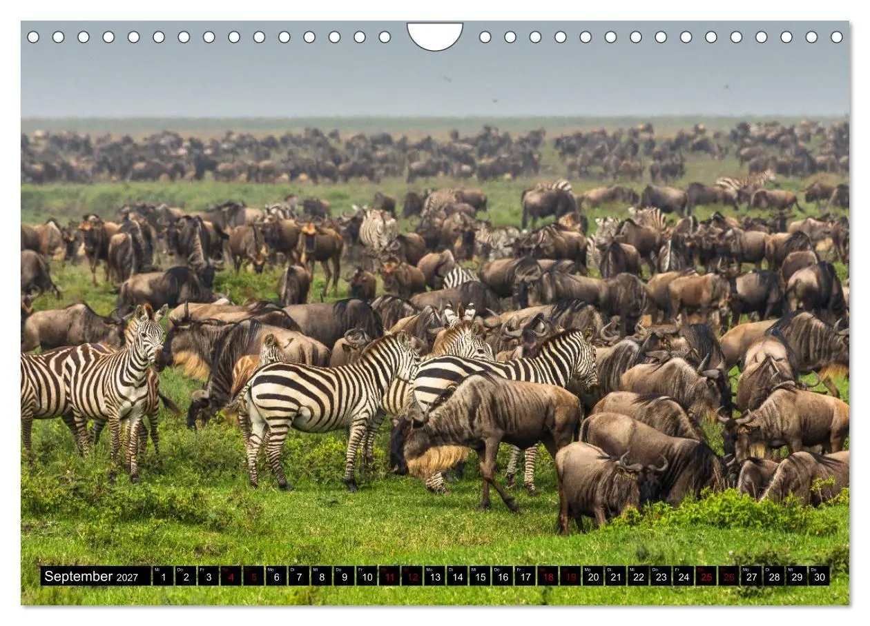 Bild: 9783569767201 | Tansania - Tierwanderung in der Serengeti (Wandkalender 2027 DIN A4...