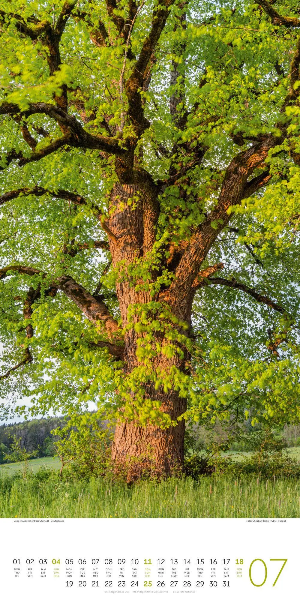 Bild: 9783838427201 | Bäume Kalender 2027 | Ackermann Kunstverlag GmbH | Kalender | 14 S.