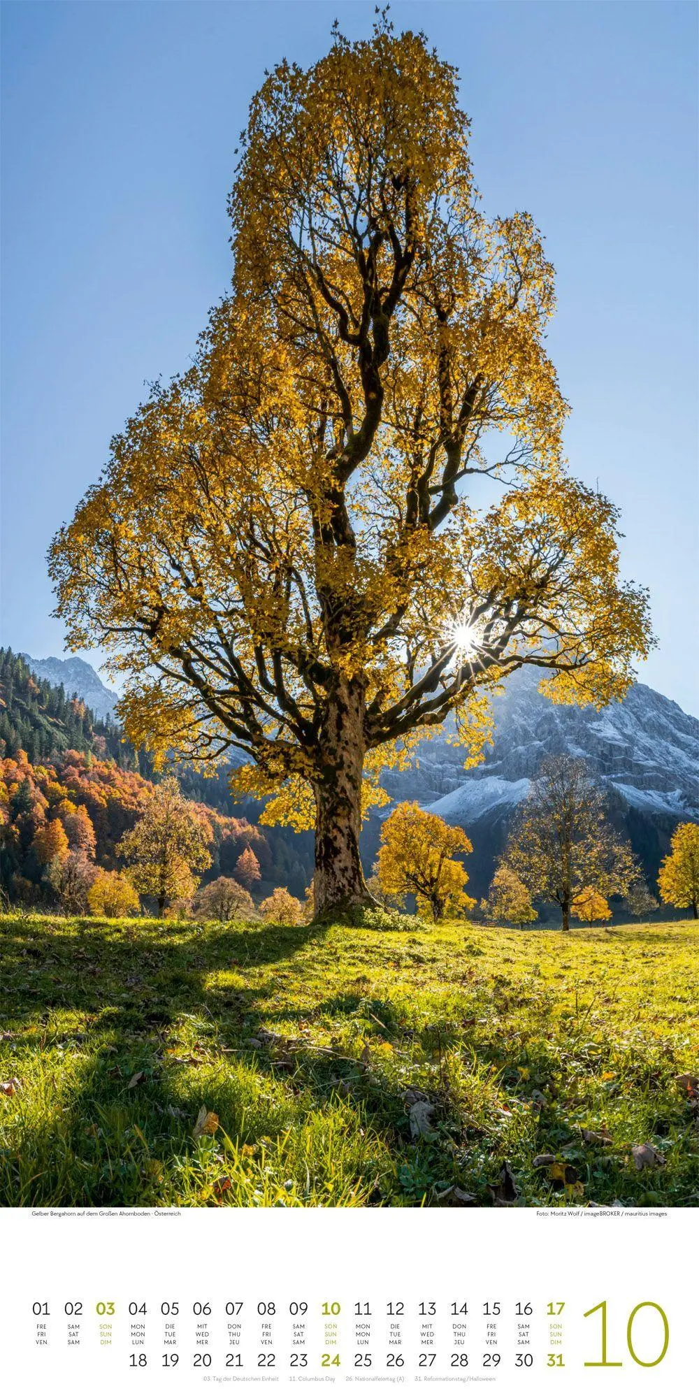 Bild: 9783838427201 | Bäume Kalender 2027 | Ackermann Kunstverlag GmbH | Kalender | 14 S.