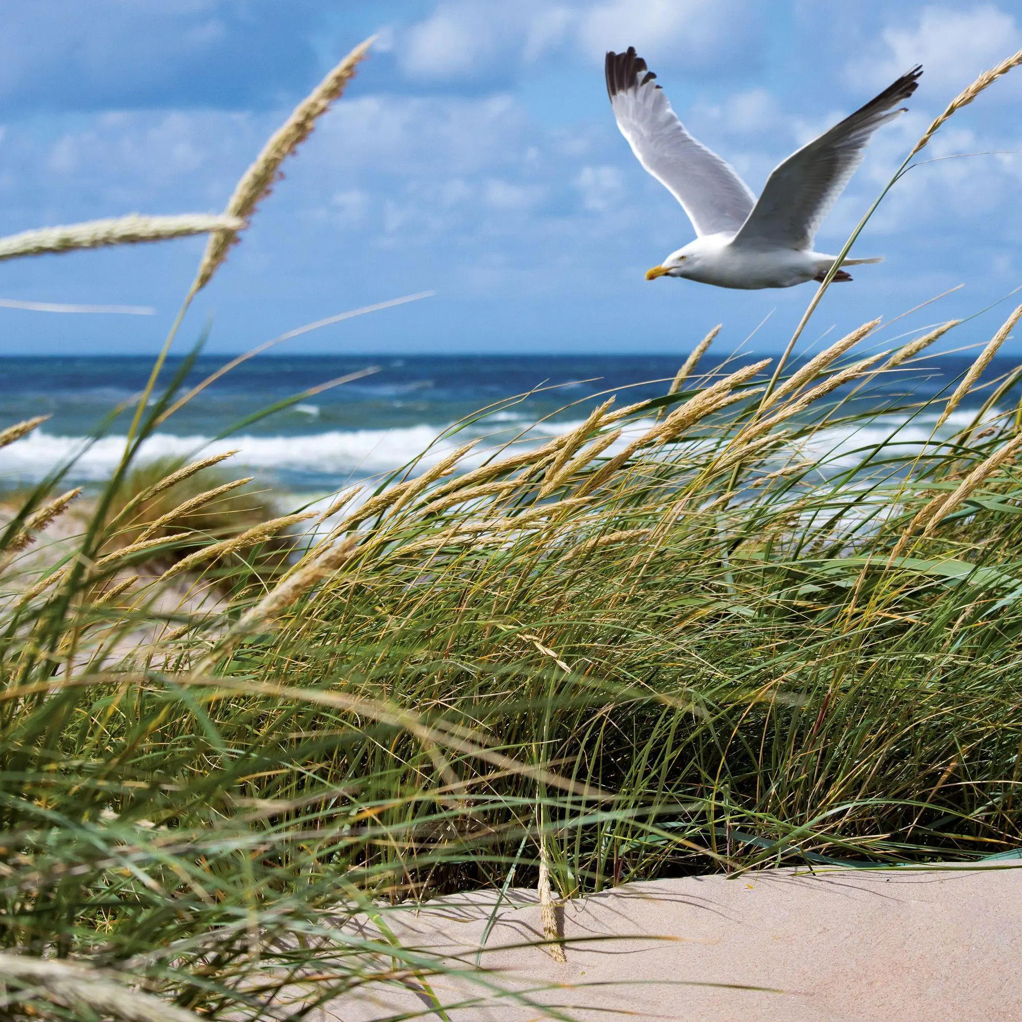 Bild: 9783959297301 | Strand und Meer / Beach and Sea 2027 | Kalender 2027 | Kalender | 2027