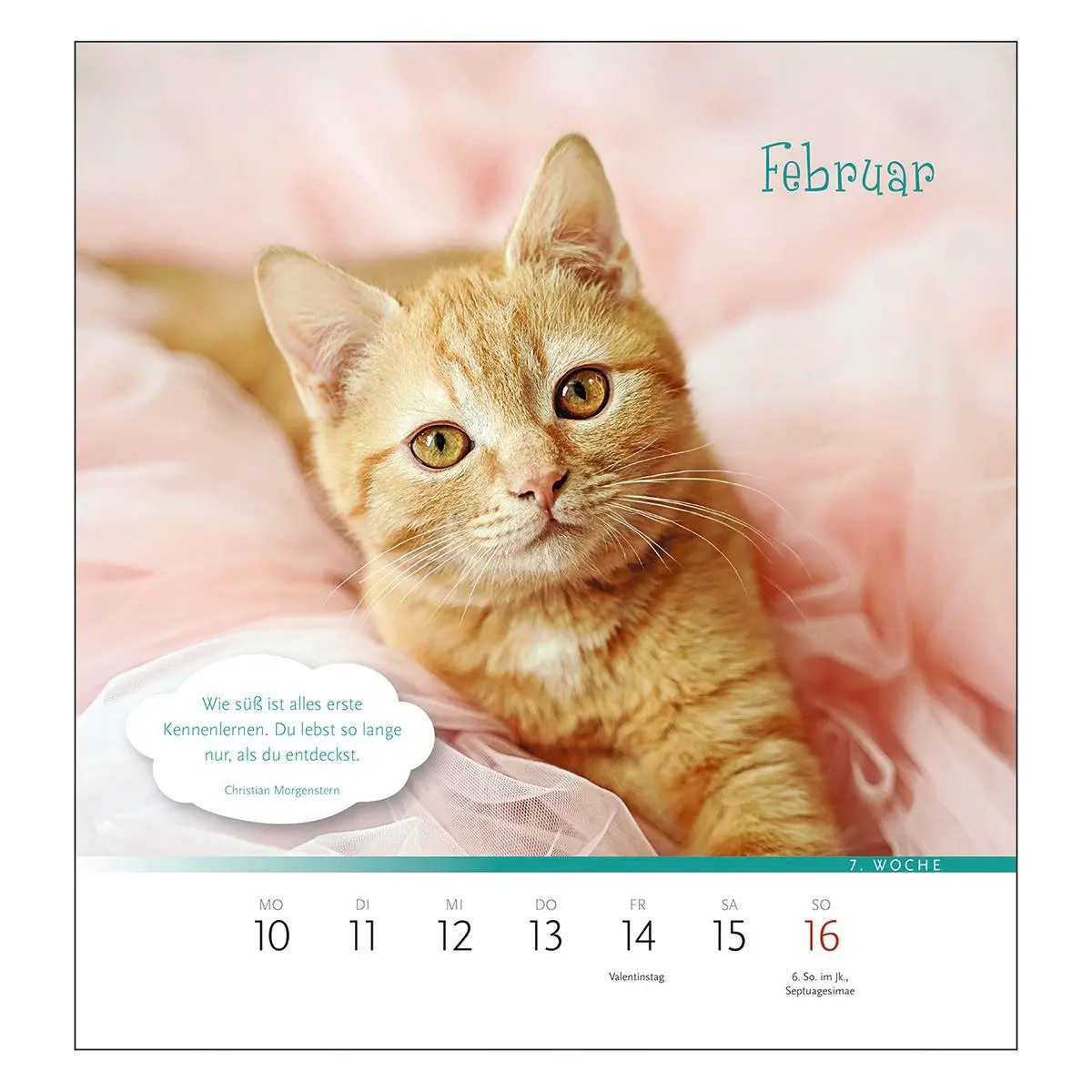 Bild: 9783746267401 | Der himmlische Katzenkalender 2026 | Heike Wendler | Kalender | 53 S.