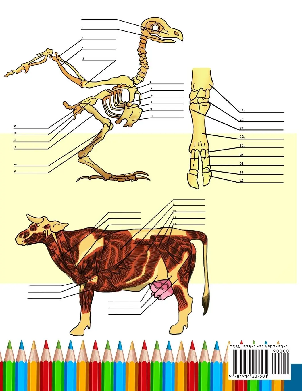 Rückseite: 9781914207501 | Animal Anatomy Coloring Book | Anatomy Academy | Taschenbuch | 2021