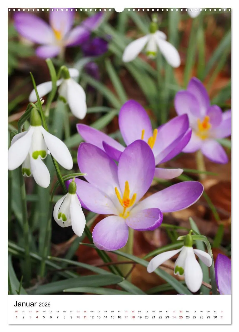 Bild: 9783516267501 | Ein Jahr voller Blumen (hochwertiger Premium Wandkalender 2026 DIN...