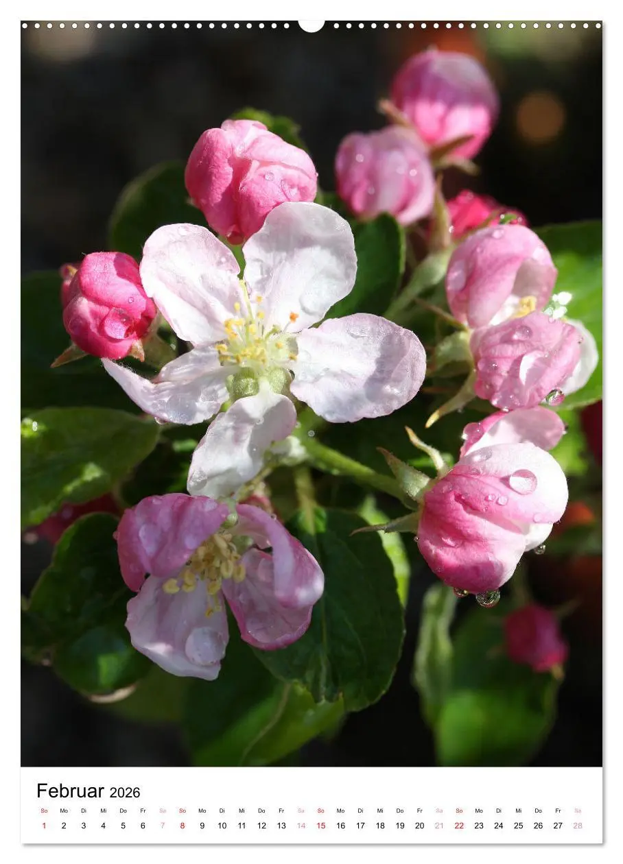 Bild: 9783516267501 | Ein Jahr voller Blumen (hochwertiger Premium Wandkalender 2026 DIN...