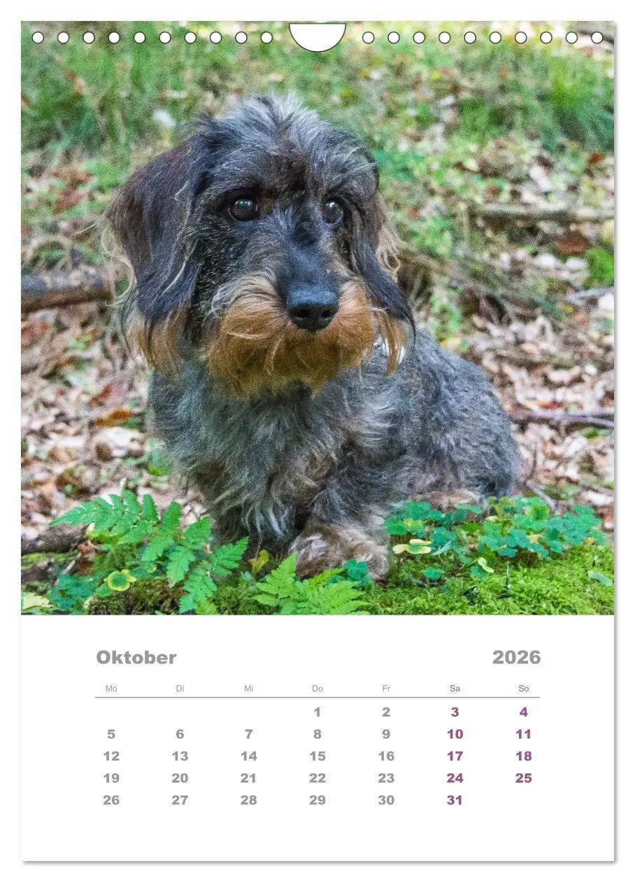 Bild: 9783516337501 | Dackel(augen)blicke (Wandkalender 2026 DIN A4 hoch), CALVENDO...