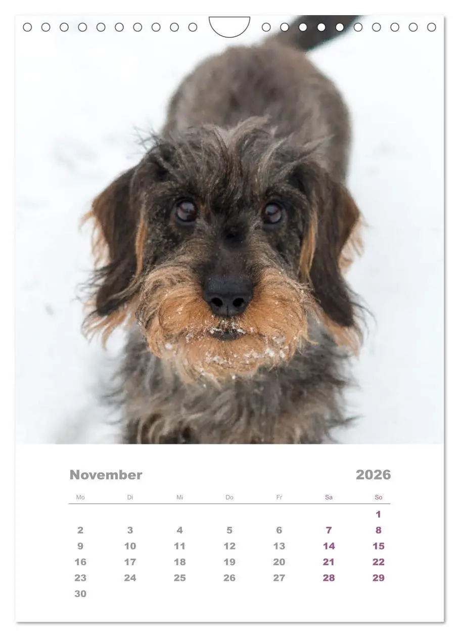 Bild: 9783516337501 | Dackel(augen)blicke (Wandkalender 2026 DIN A4 hoch), CALVENDO...