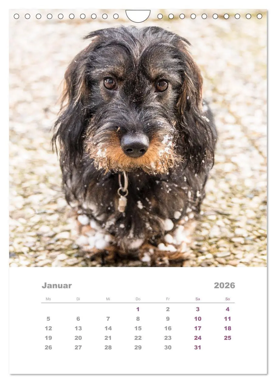 Bild: 9783516337501 | Dackel(augen)blicke (Wandkalender 2026 DIN A4 hoch), CALVENDO...