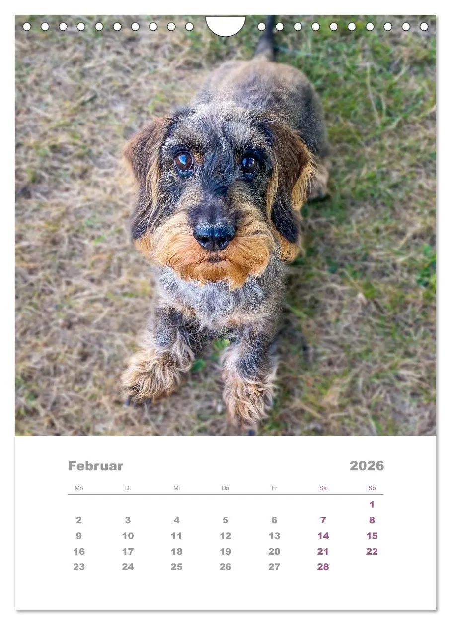 Bild: 9783516337501 | Dackel(augen)blicke (Wandkalender 2026 DIN A4 hoch), CALVENDO...