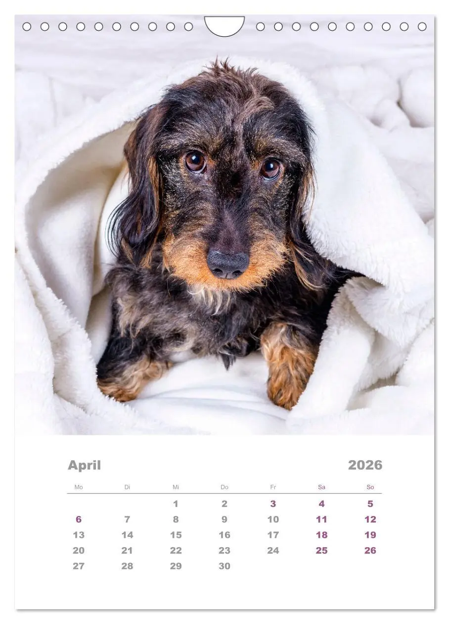 Bild: 9783516337501 | Dackel(augen)blicke (Wandkalender 2026 DIN A4 hoch), CALVENDO...